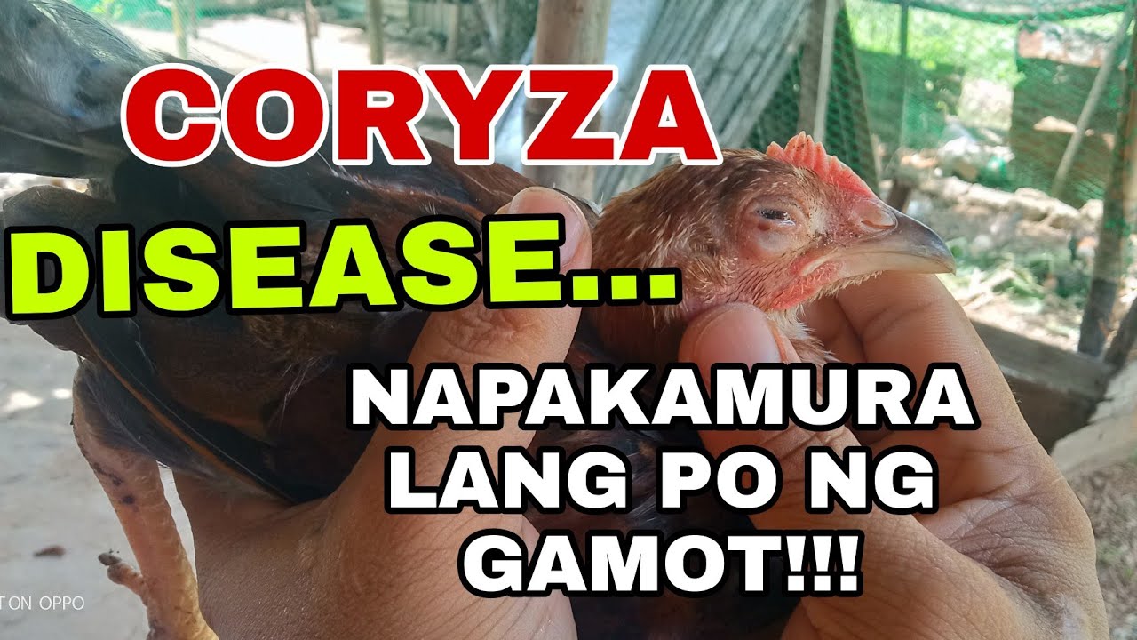MGA GAMOT SA SAKIT NA CORYZA  /HOW TO TREAT AVIAN CORYZA | THE FARM BOY VLOG