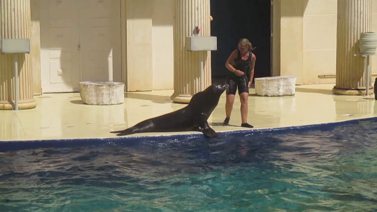 SPECTACLE DES OTARIES : Walibi Agen 2017