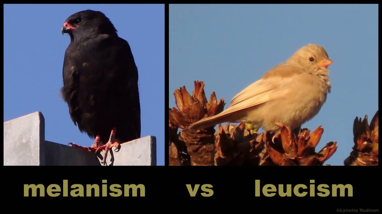MELANISM vs LEUCISM - what is the difference?