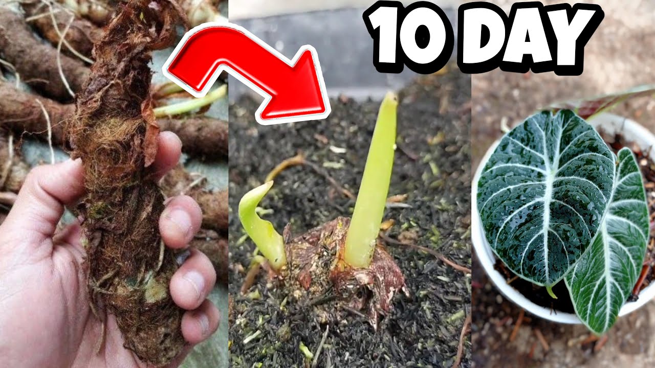 How to quickly grow shoots in 10 Day? ALOCASIA BLACK VELVET PROPAGATION
