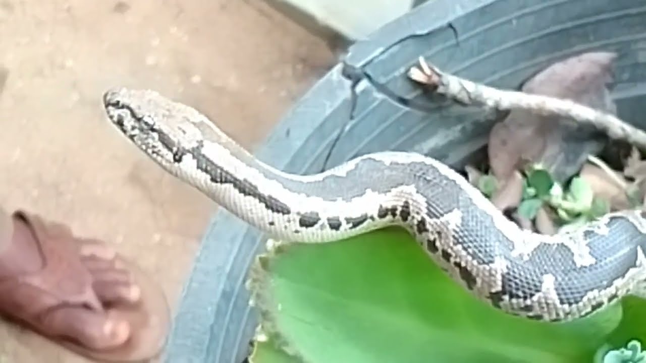 A very rare snake | Sand Boa | කොට පිඹුරා | Vali pimbura | Mann pambu | A rare snake #snake