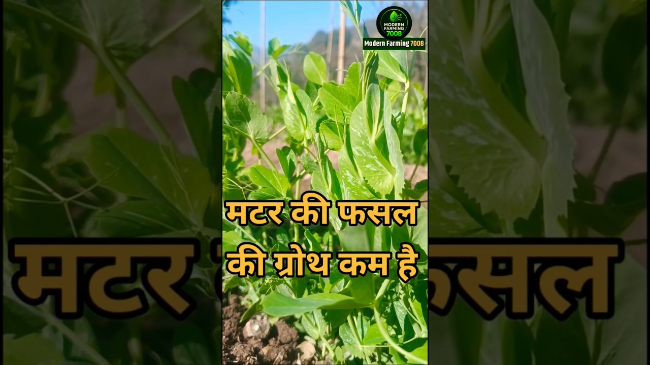 मटर को ग्रोथ और फूलों की संख्या को बढ़ाए | Npk 2828 | Npk 05234 | Boron 20 | #short #shorts #viral