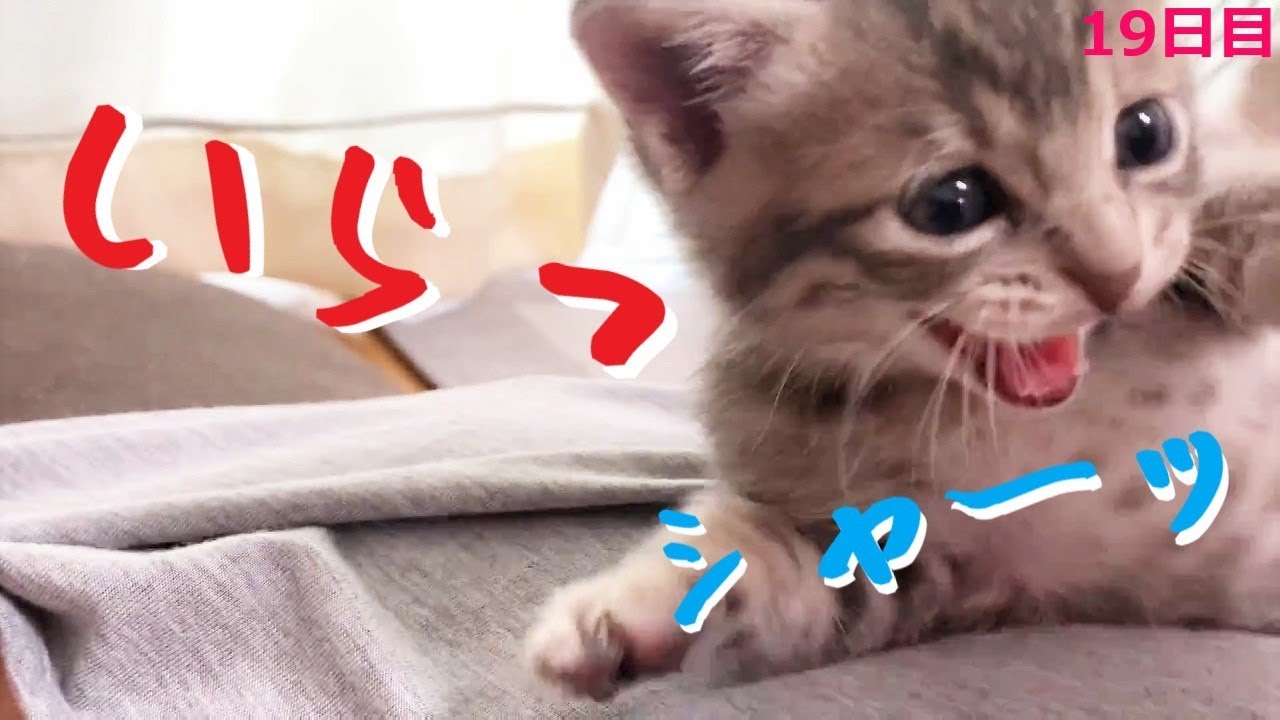 【保護猫】飼い主を寝床にする猫シリーズ～番外編～寝かしつけが下手な飼い主にキレた子猫【生後32日】kitten who was sleepy but couldn't sleep