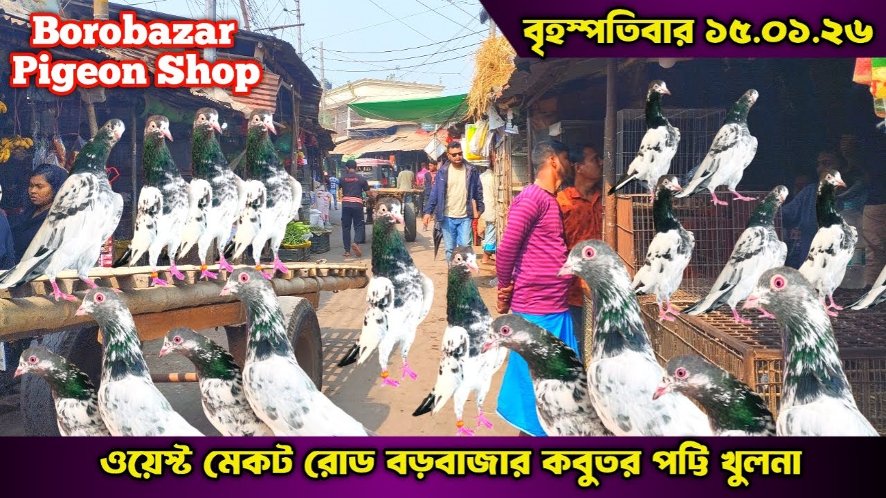 কম দামে ভালো মানের কবুতর কিনুন খুলনা বড়বাজার থেকে। best pigeon market in khulna borobajar।