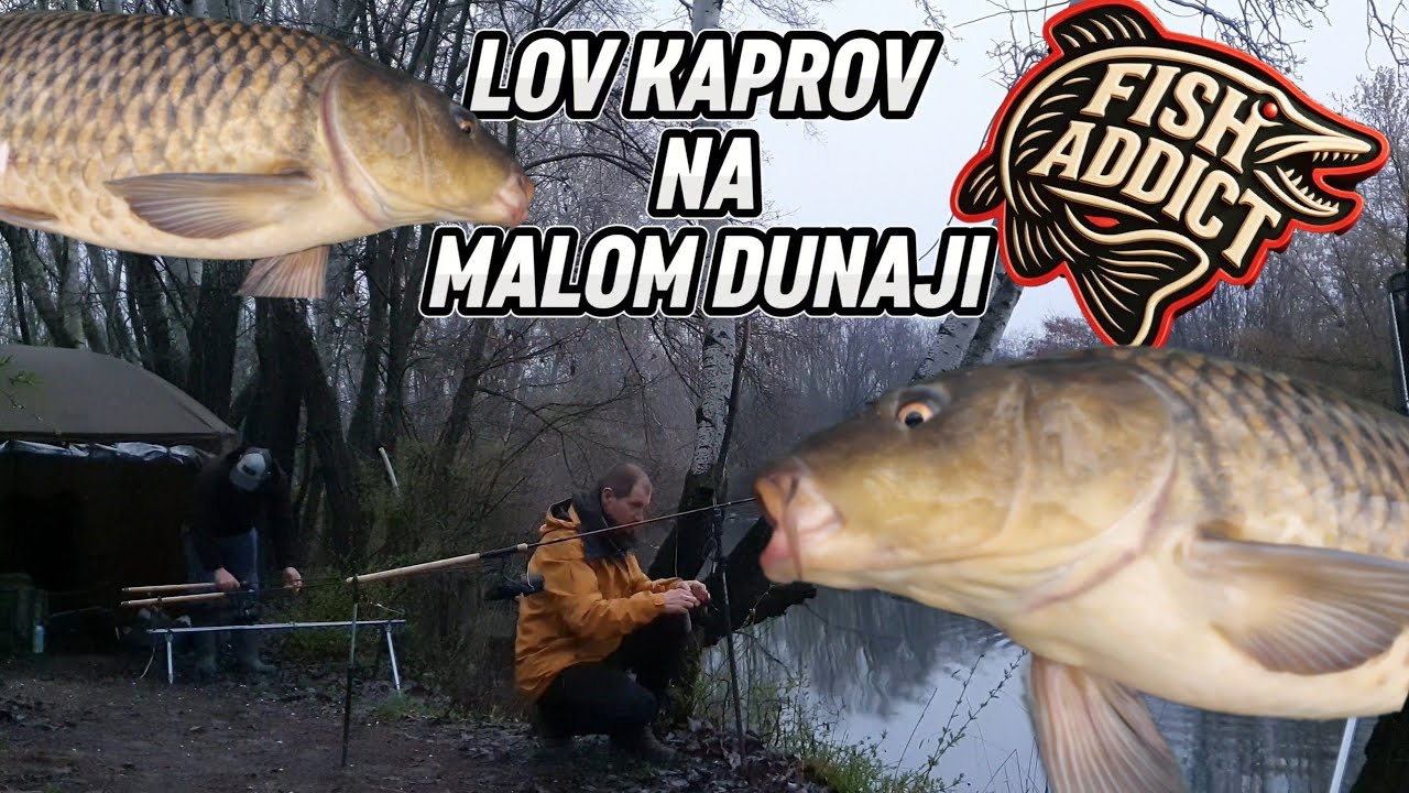 Lov Kaprov na rieke MALÝ DUNAJ /Lov na pelety v studenej vode /CARP FISHING /Danube #carp  #fishing