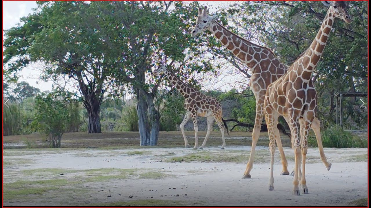 ¿Cómo Alimentan a los Animales GIGANTES del Zoológico?