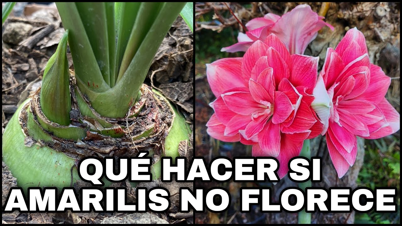 Que HACER SI MI AMARILIS NO FLORECE (Plant Hippeastrum Amaryllis)