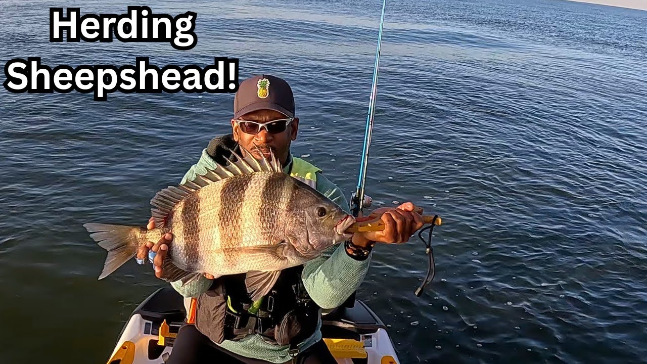 Herding Sheepshead Nearshore - Jet Ski Fishing