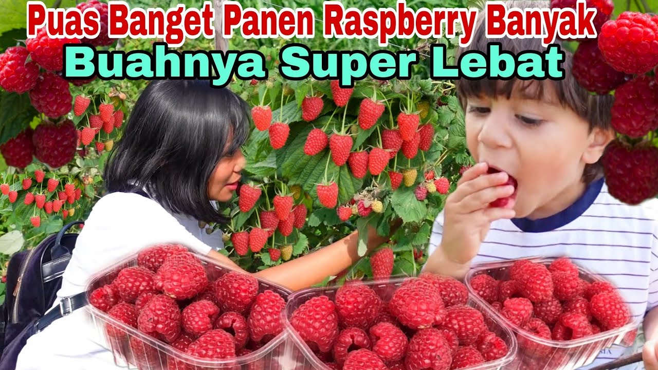 PANEN RASPBERRY JUMBO BANYAK BANGET, BUAHNYA LEBAT BIKIN KEWALAHAN