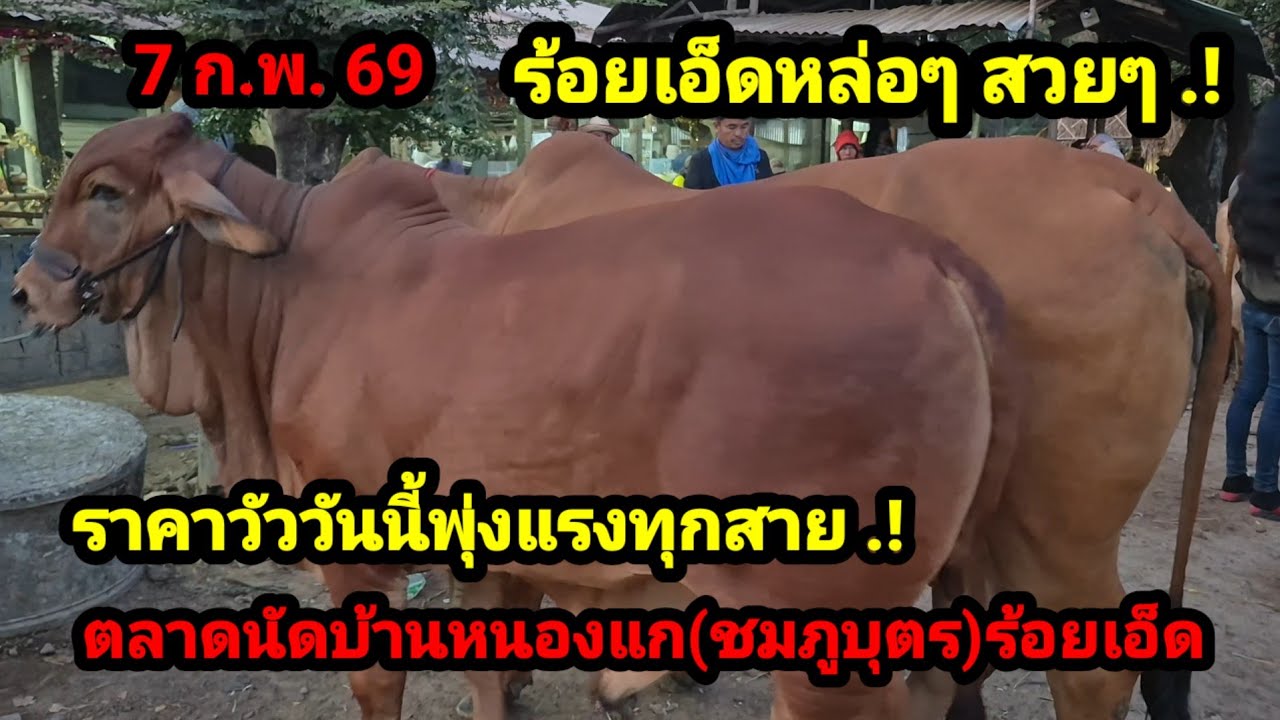 ราคาวัววันนี้ 7 ก.พ. 69 ตลาดนัดบ้านหนองแกตลาดชมภูบุตร จ.ร้อยเอ็ด#เปิดราคาวัวงามน่าซื้อ#ซื้อขายวัวงาม