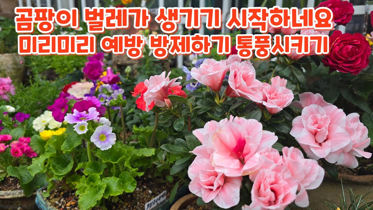 #꽃구경 물주고 #방제하기 예방이 최고  따뜻해지면 곰팡이 벌레가 생기기 시작해요