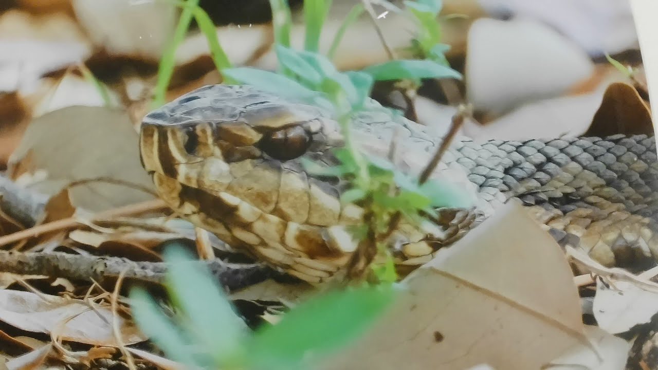 Eyes on the Wild (Artemisia Blankenship) - A Piedmont Arts Exhibit