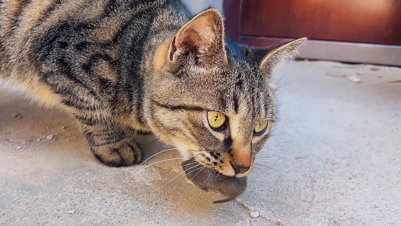 6只猫围观1个月大的老鼠，感觉太可爱，一口吞了