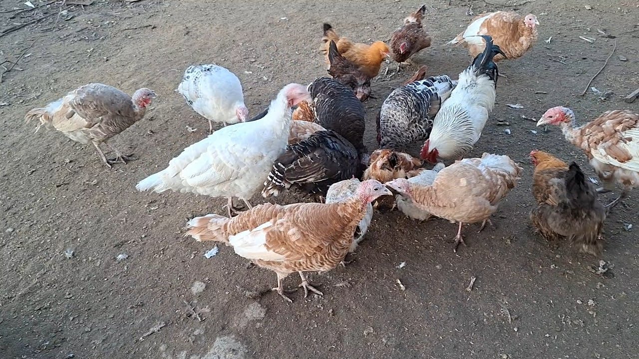 Такої поведінки індиків не бачив 🦃 З кожним днем їх менше...