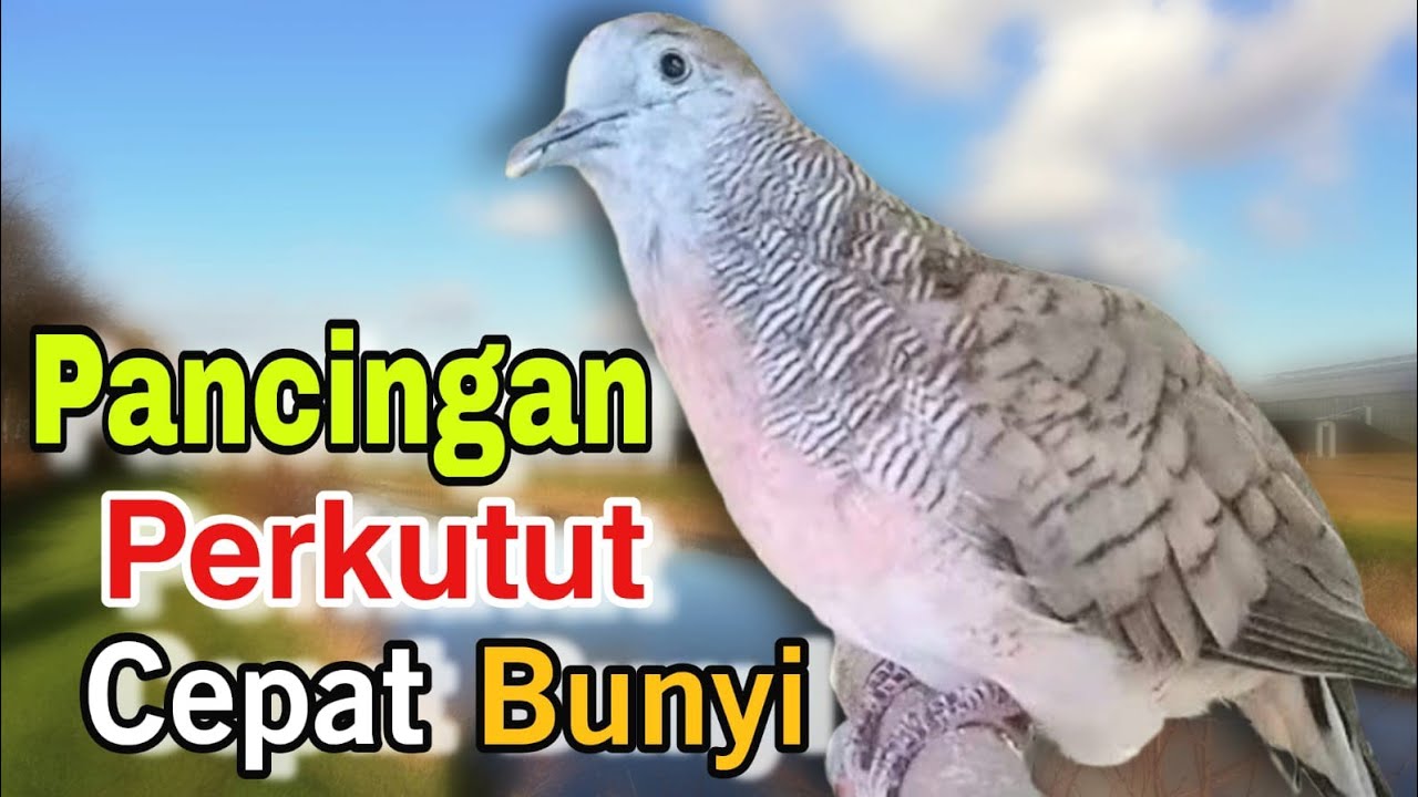 Perkutut lokal gacor RAJA PIKAT ahlinya bikin semua perkutut NYAUT dan BUNYI