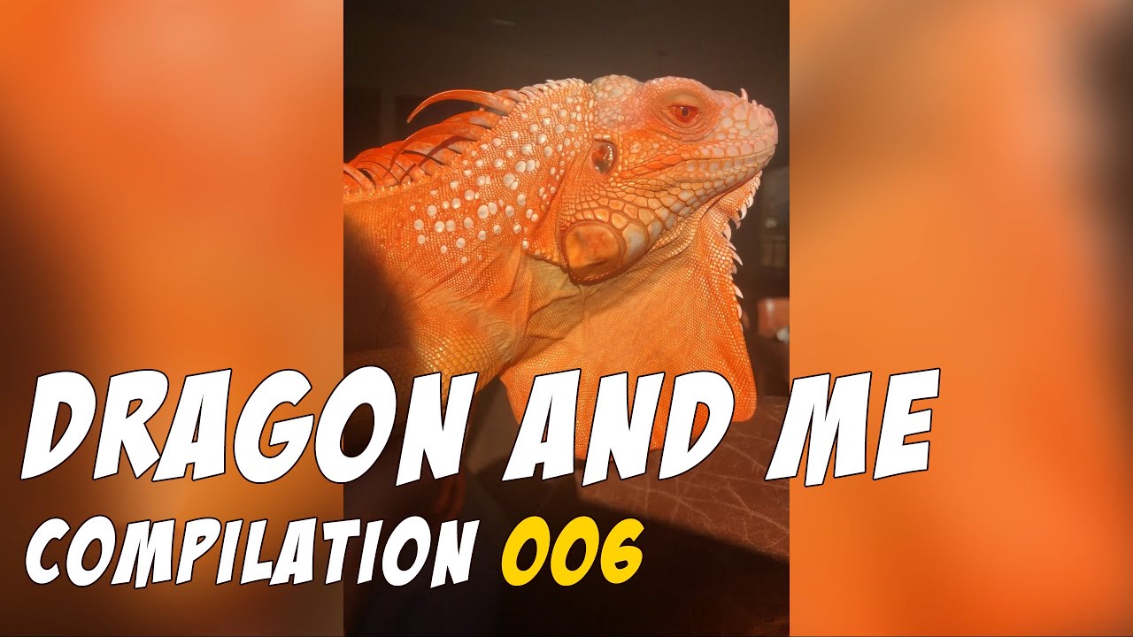 Dragon and Me - Compilation 006