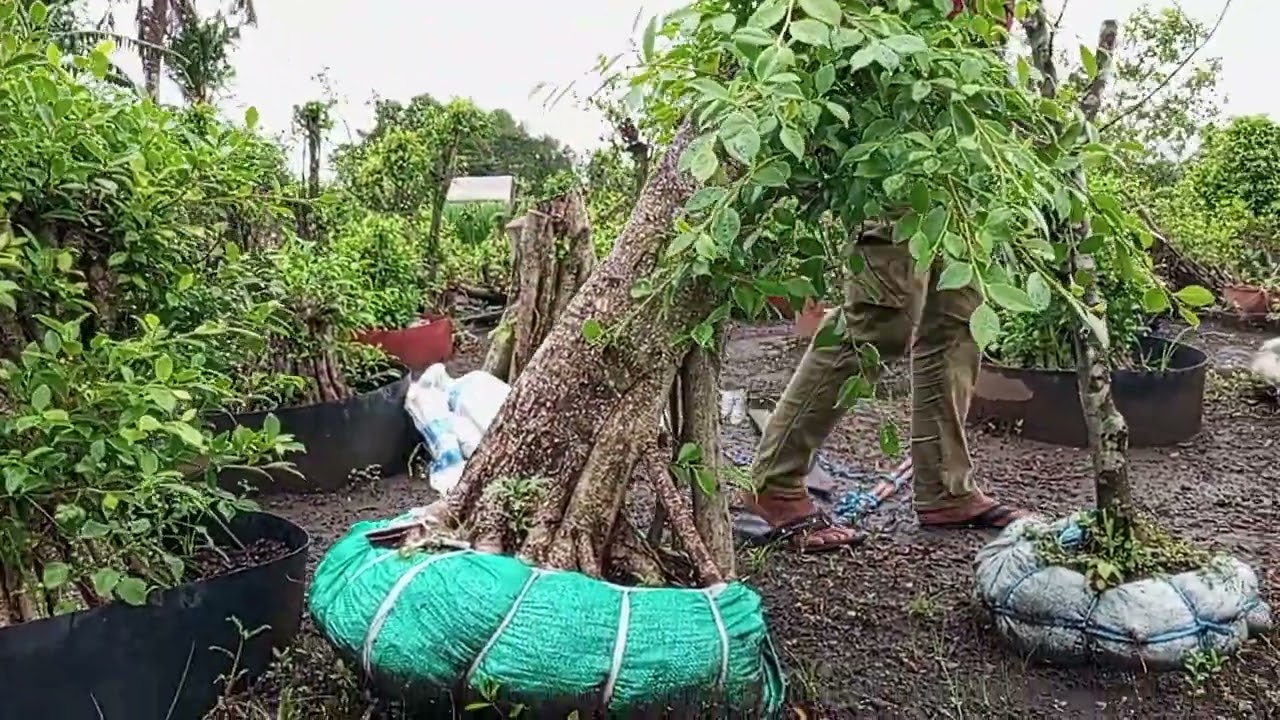 Review bahan bonsai nota miring bosku..ADM+6287865533169#pecintabonsai 