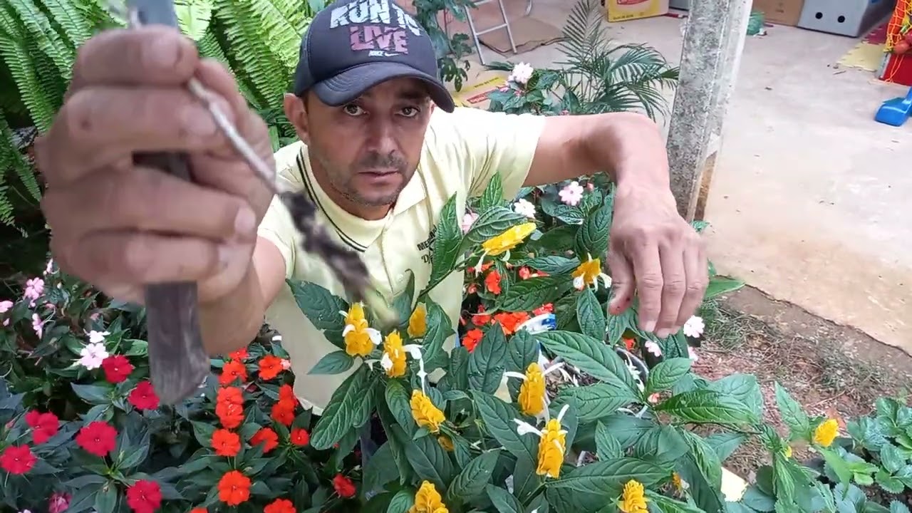 ensinando como fazer  mudas de  flor  de camarão