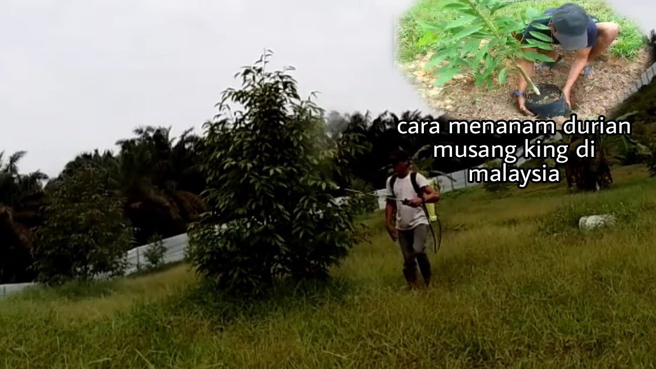 cara menanam durian musang king di malaysia