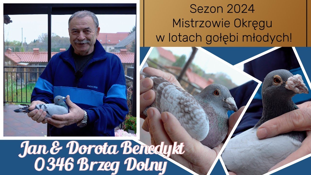 Jan & Dorota Benedykt - 0346 Brzeg Dolny | Mistrzowie Okręgu Wrocław w lotach gołębi młodych! 🏆