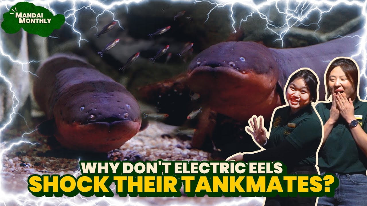 Why don't electric eels shock their tankmates?