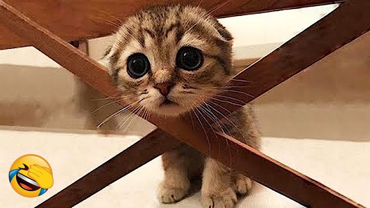 You Laugh You Restart 💜 Funniest Cats and Dogs 2026 🐩 😸 Part 13