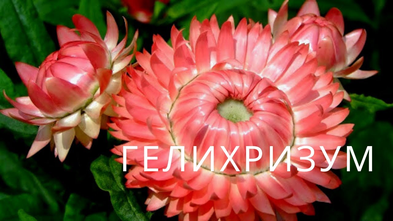 Гелихризум. Неприхотливый сухоцвет. Цветок без хлопот.
