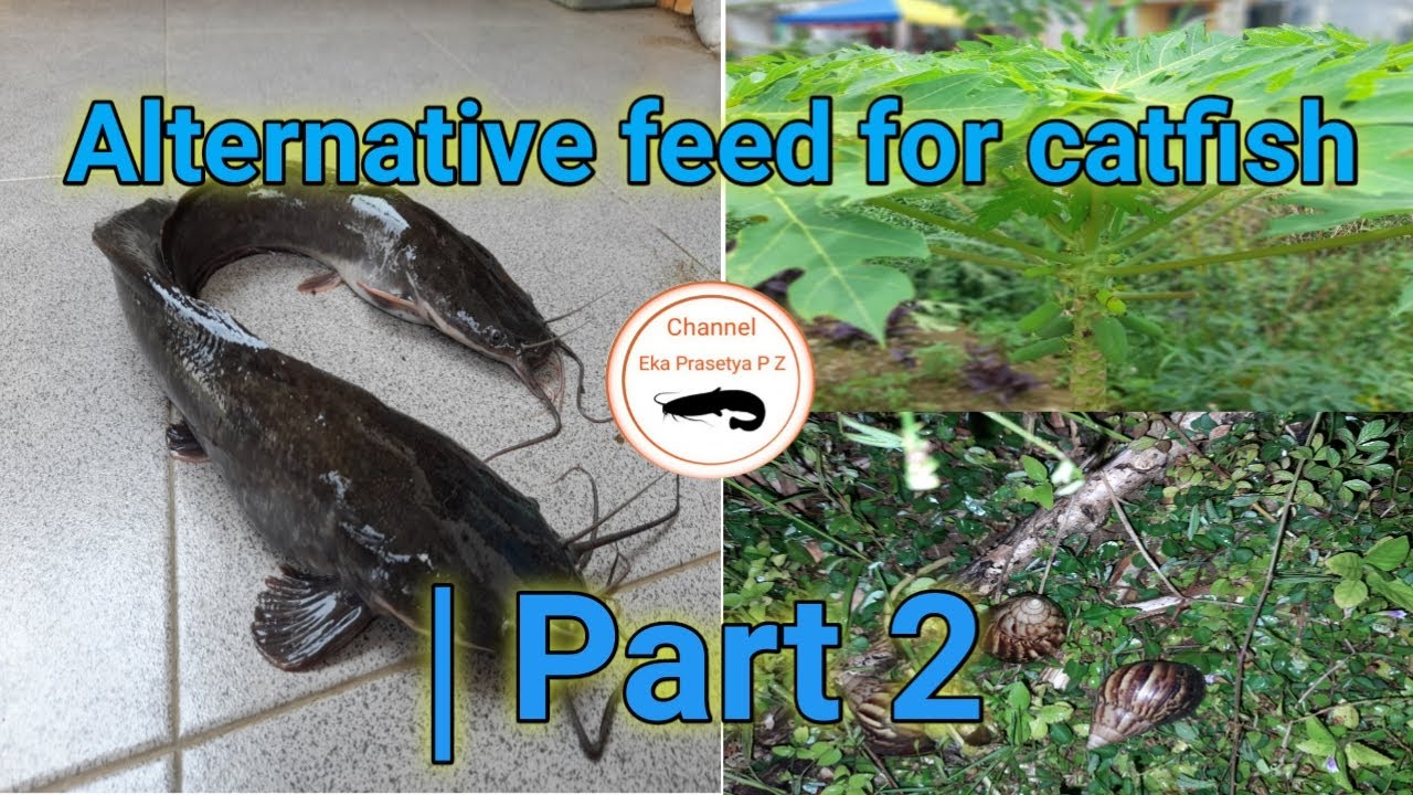 Alternative feed for catfish | part 2