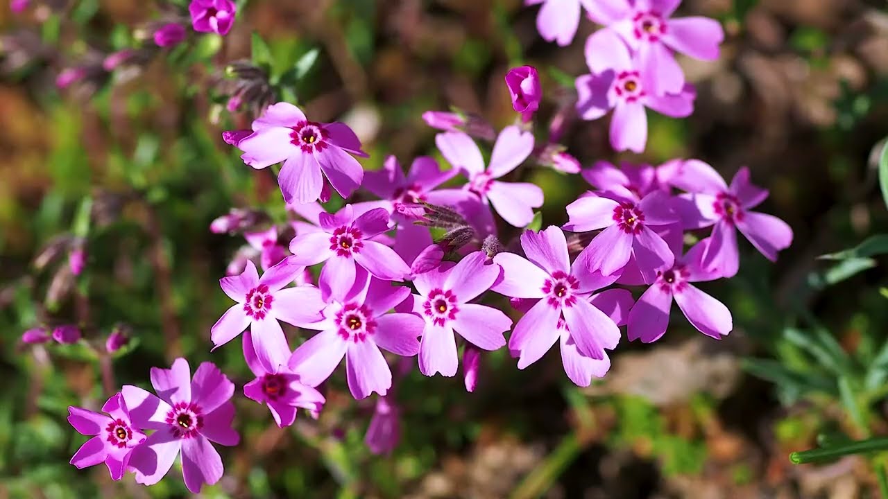 Eine blühende Gartenmauer aus Betonpflanzsteinen