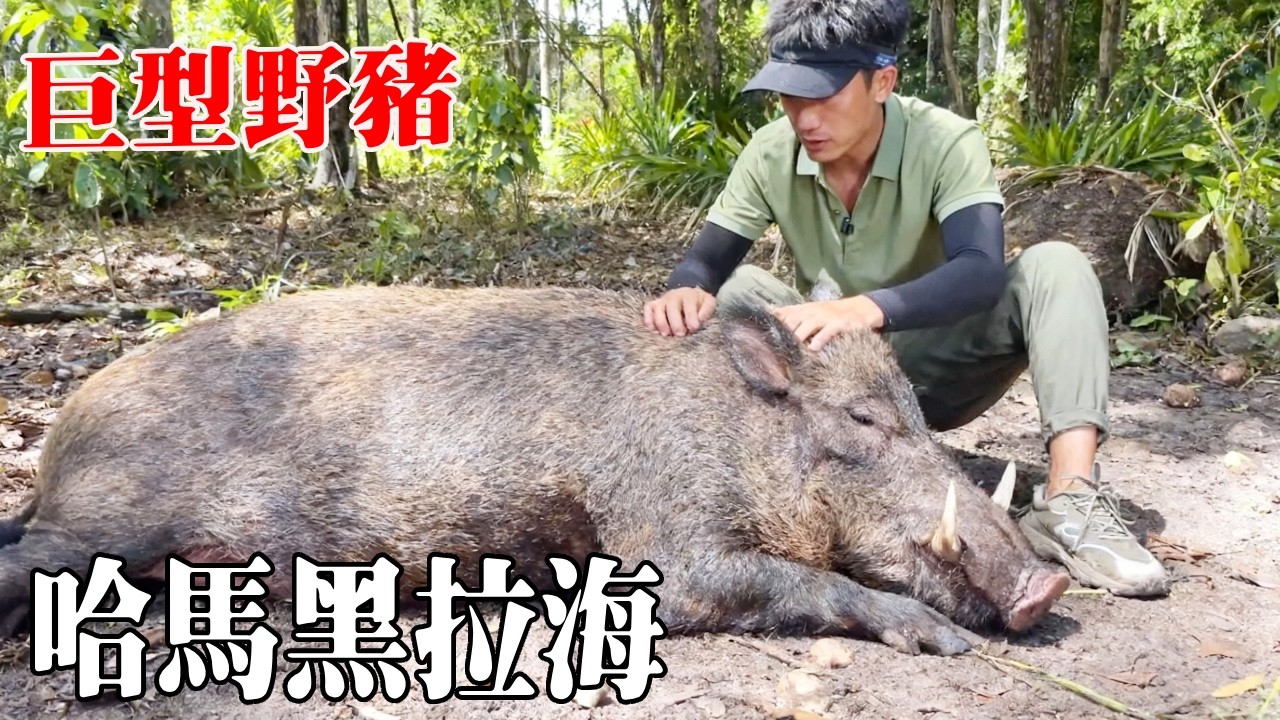 哈馬黑拉海野豬島生存（1-3）！這兩天終於解決了碳水化合物，還拿下一頭兇猛野豬！【探索兄弟】