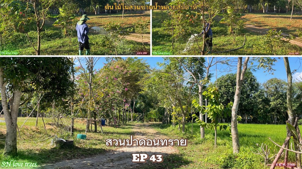 EP43 สวนป่าดอนทราย 43 (ธ.ค.68)