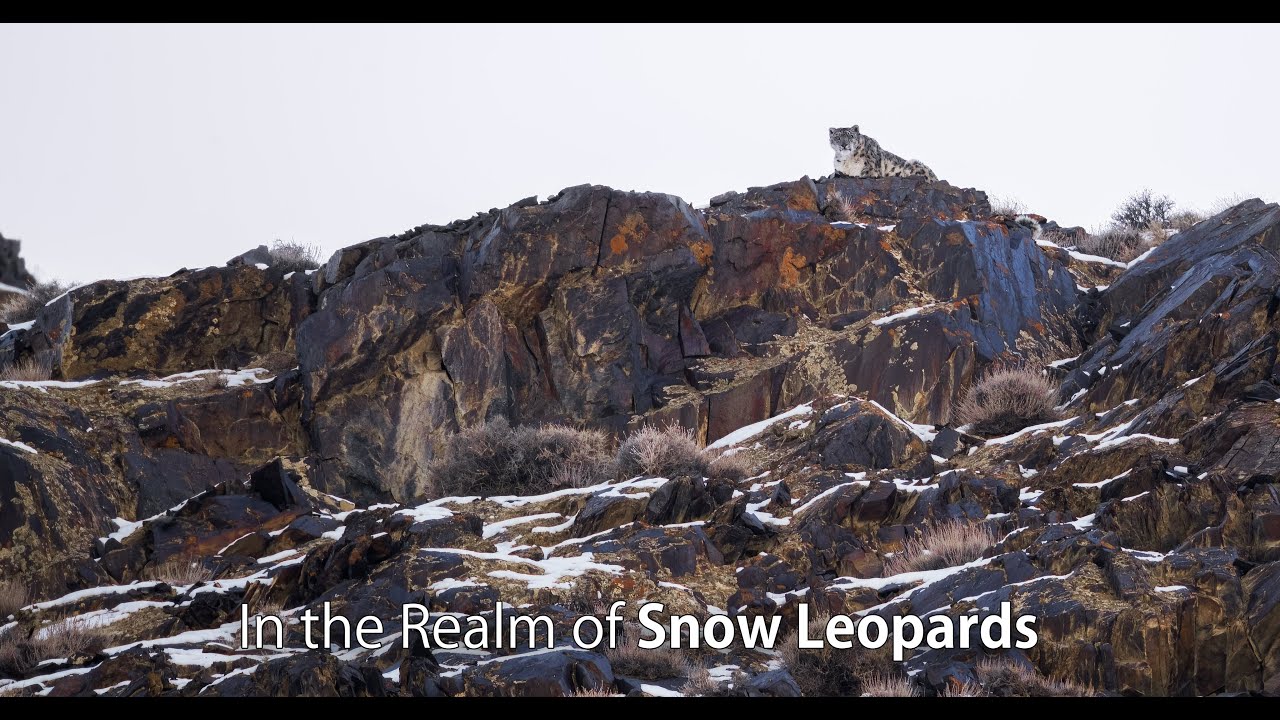 In the Realm of Snow Leopards
