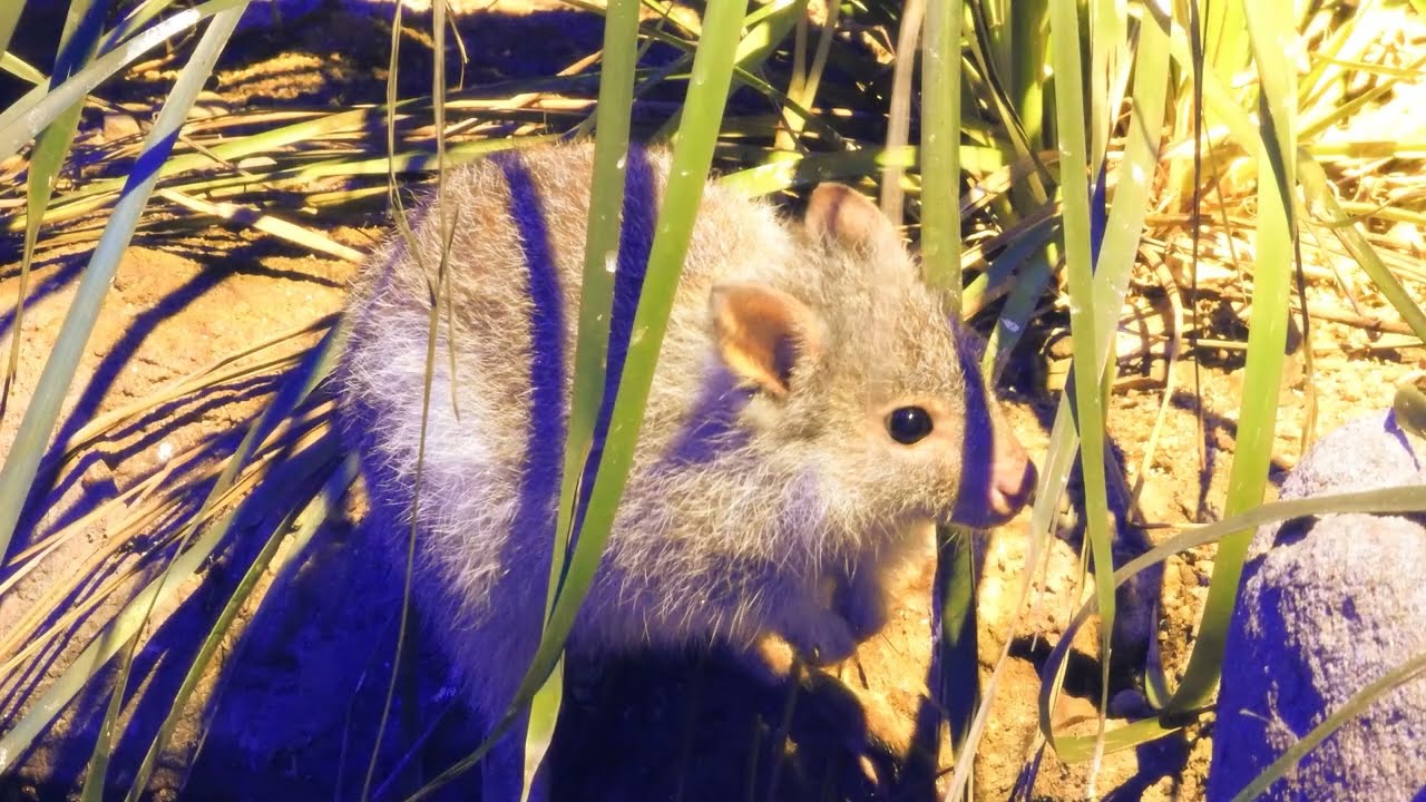 RUFOUS BETTONG - AUSTRALIA