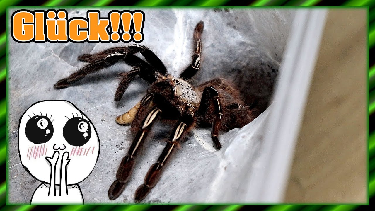 Vogelspinnen Füttern | Mehr Glück als alles andere