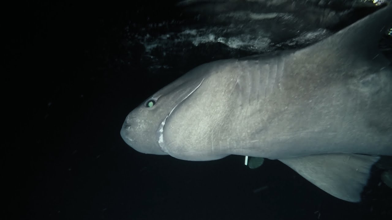 Jeremy Wade Shows You How to Catch a Sixgill Shark | River Monsters