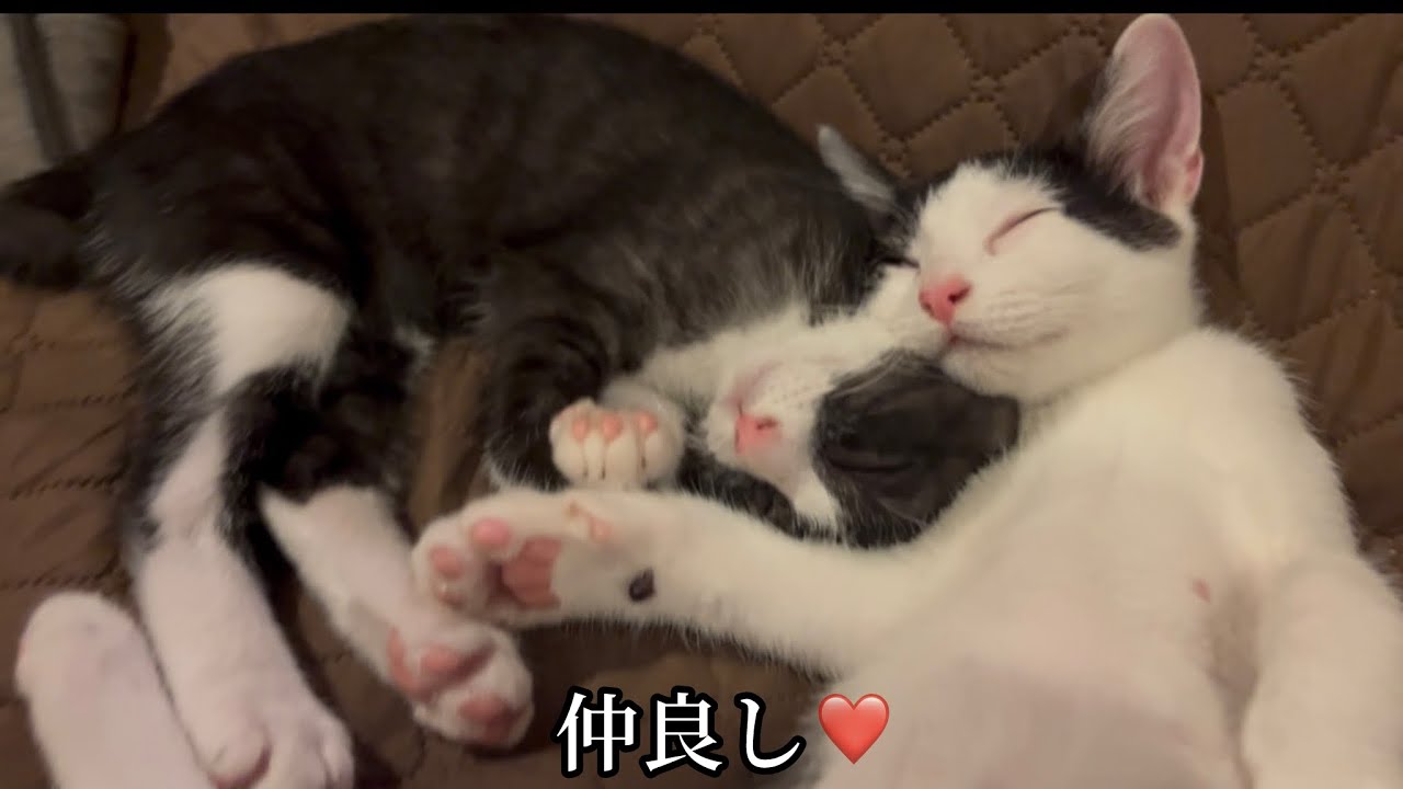 仲良し双子の白黒猫姉妹｜運命の出会いから6日間