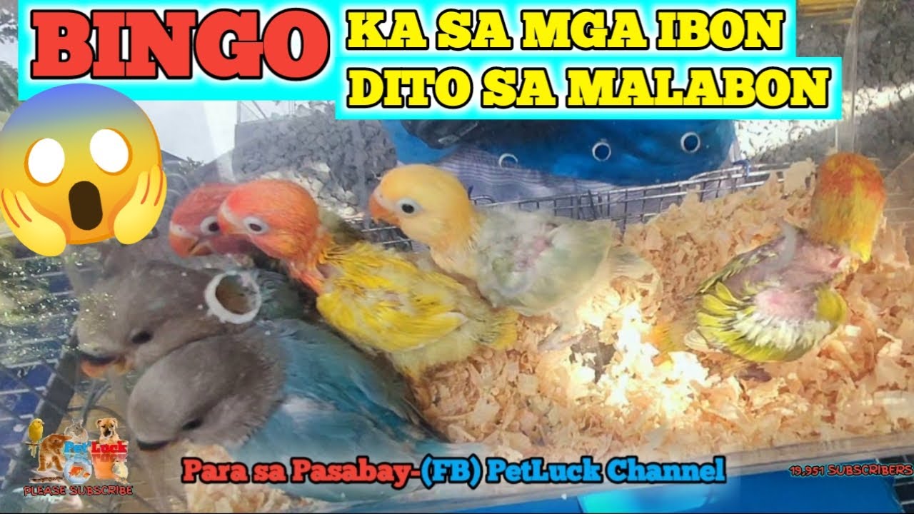 LOVEBIRDS UPDATE SA HULONG DUHAT MALABON