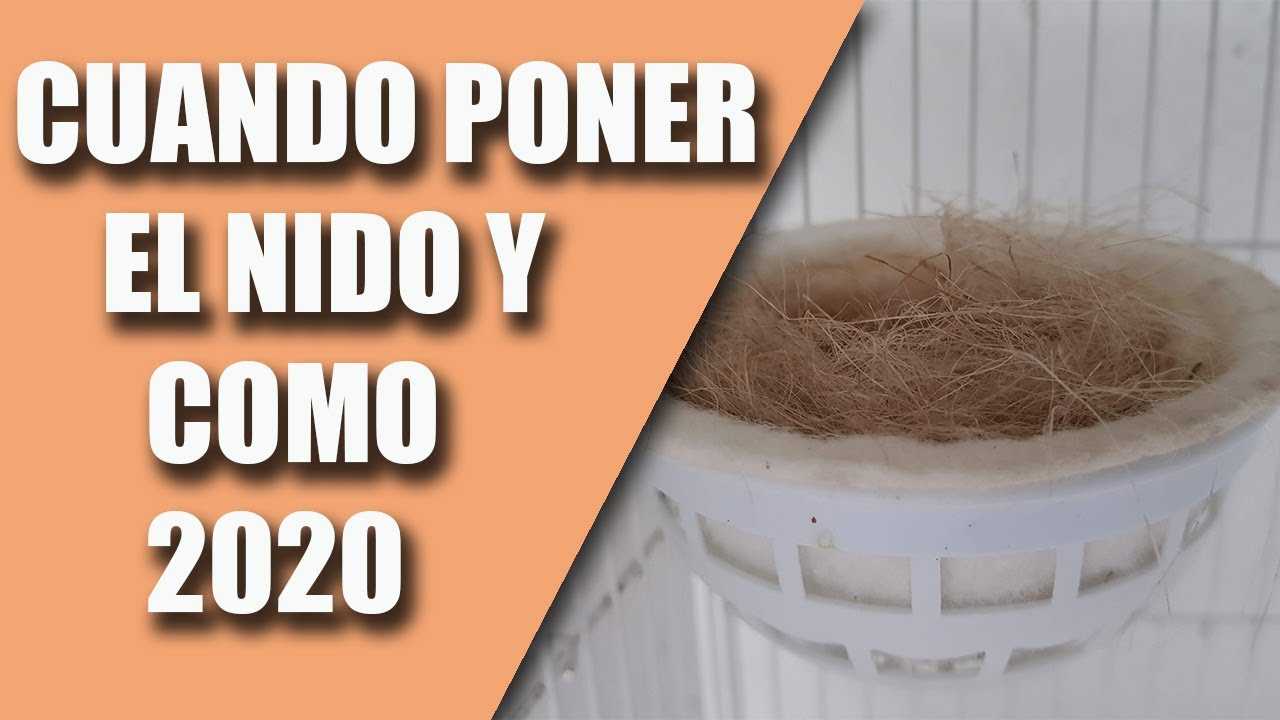 CRÍA CANARIOS (CUANDO Y COMO PONER EL NIDO) 2020
