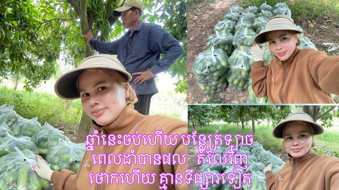 #ថ្ងៃនេះ មកជួយបេះត្រទ្បាច នៅចំការជាមួយប៉ាម៉ែ #