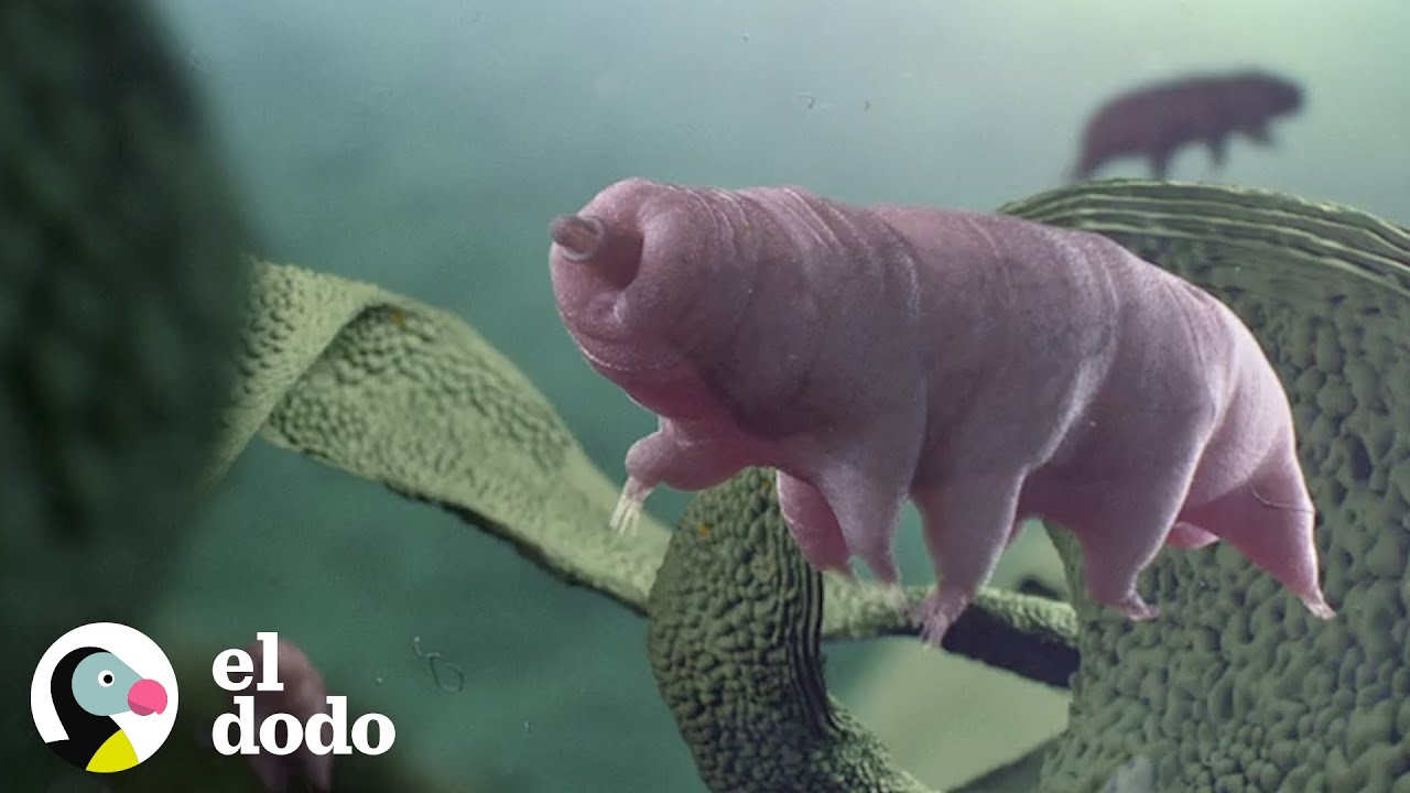 El animal más pequeño y fuerte del mundo | El Dodo