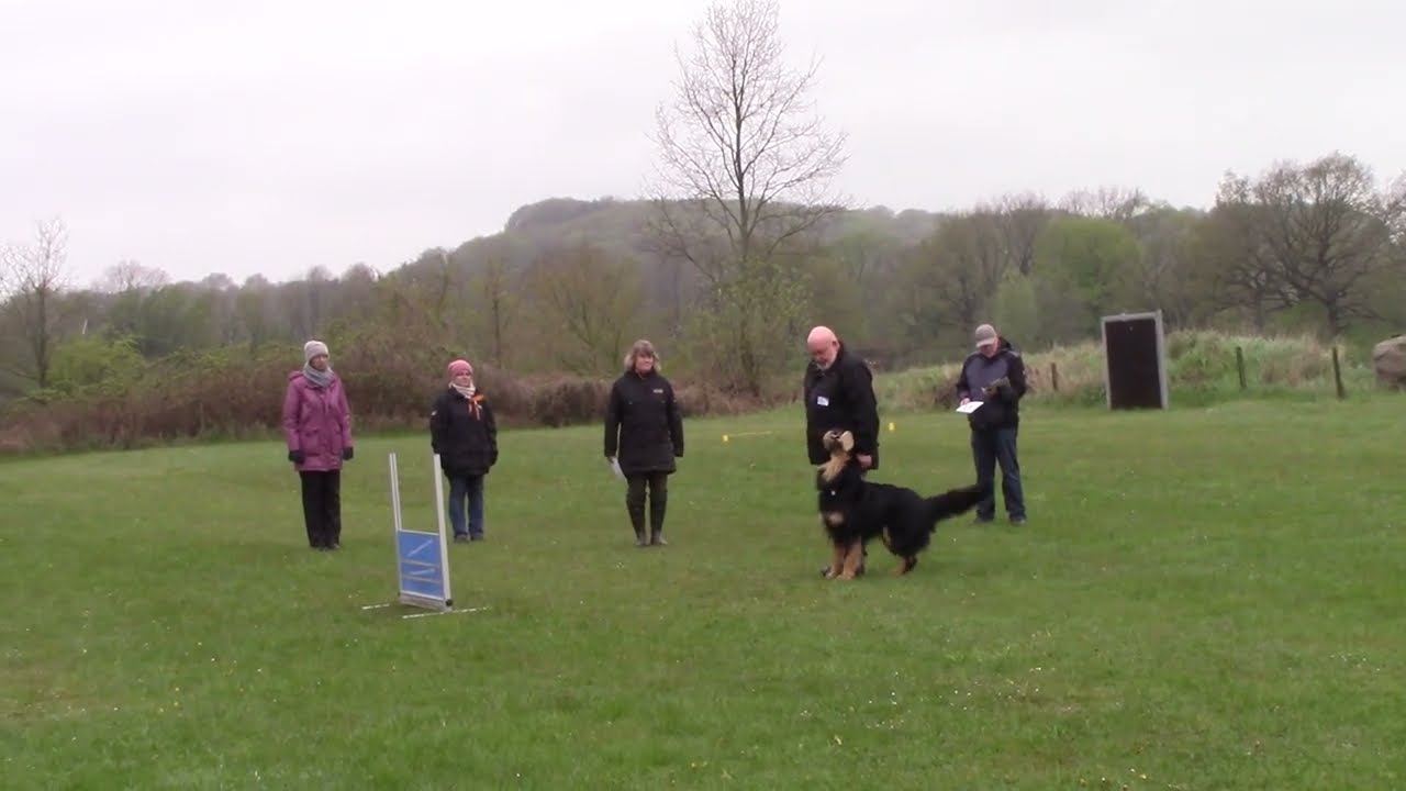 Falco - 06.05.2023 - Obedience Klasse 1