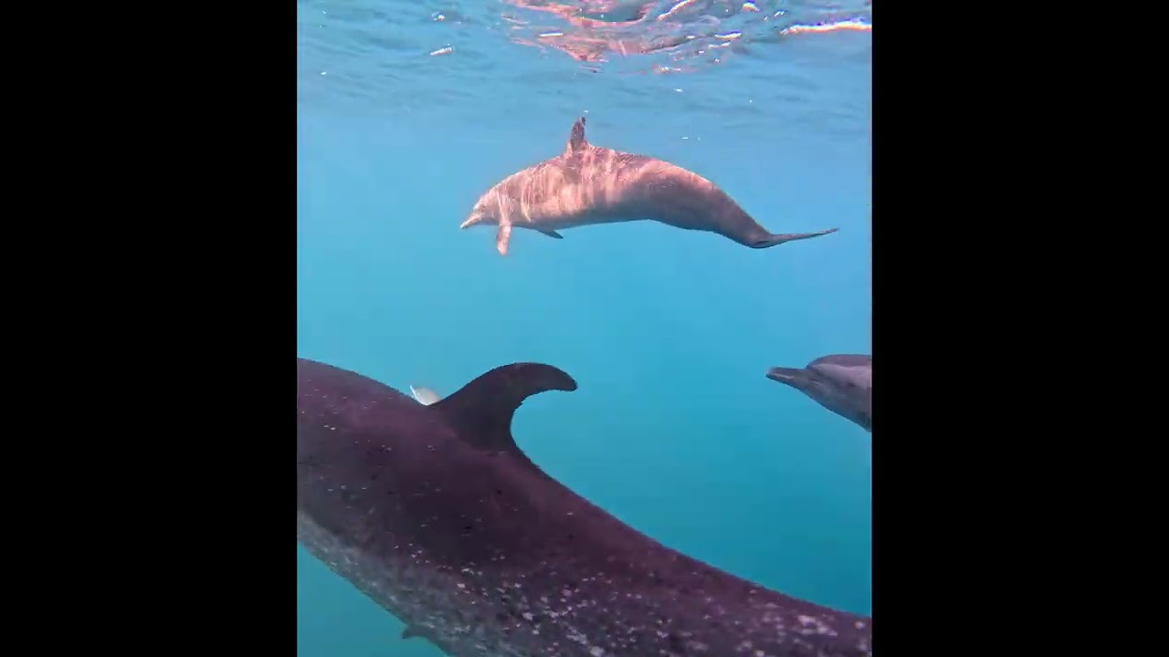 Así se ven los delfines de Puerto Escondido 