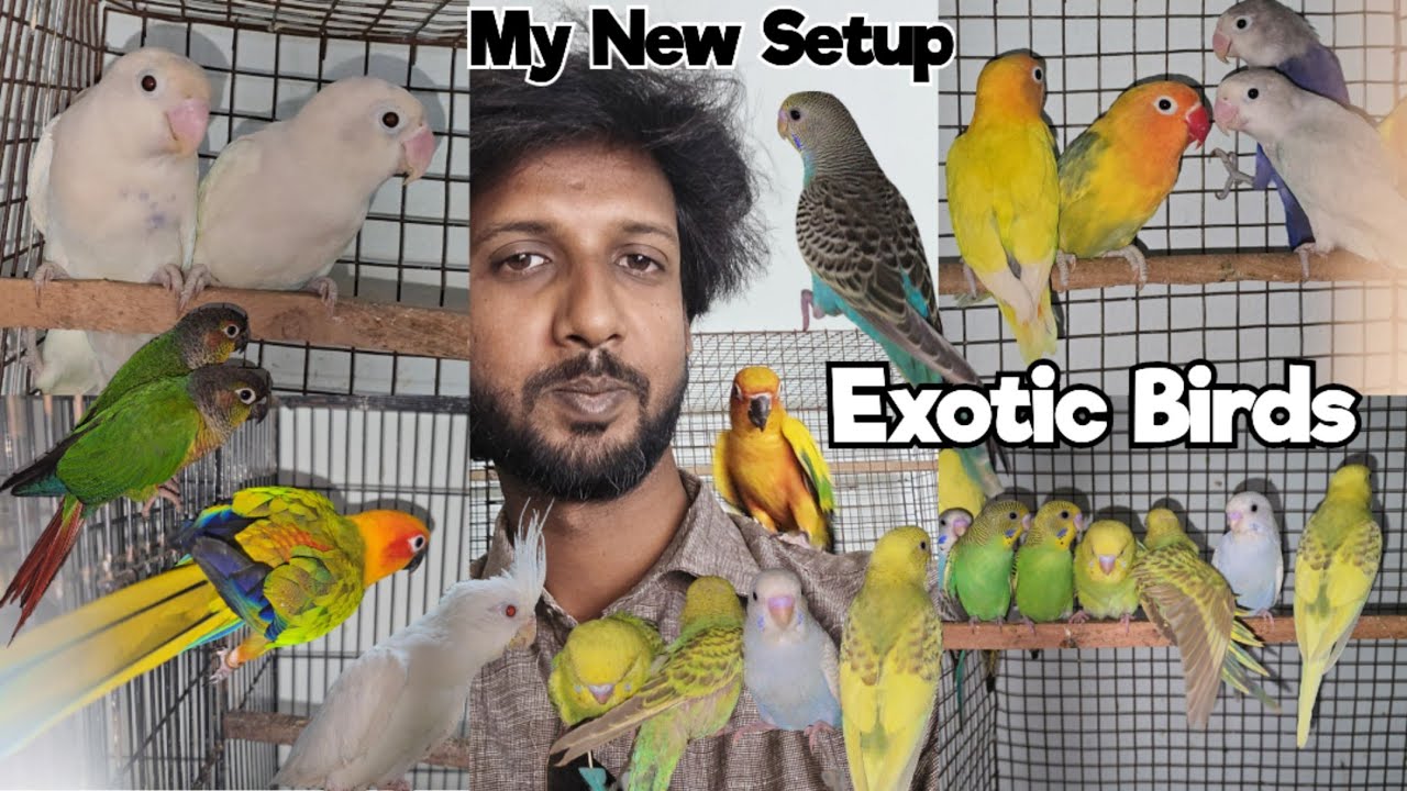 Cute Birds | Taimed Birds Chicks Conure Dove Finches & Budgies Available @Shareef Exotic | Hyderabad