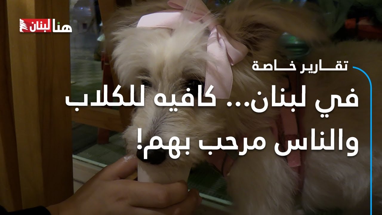 في لبنان: كافيه للكلاب... والناس مرحب بهم!