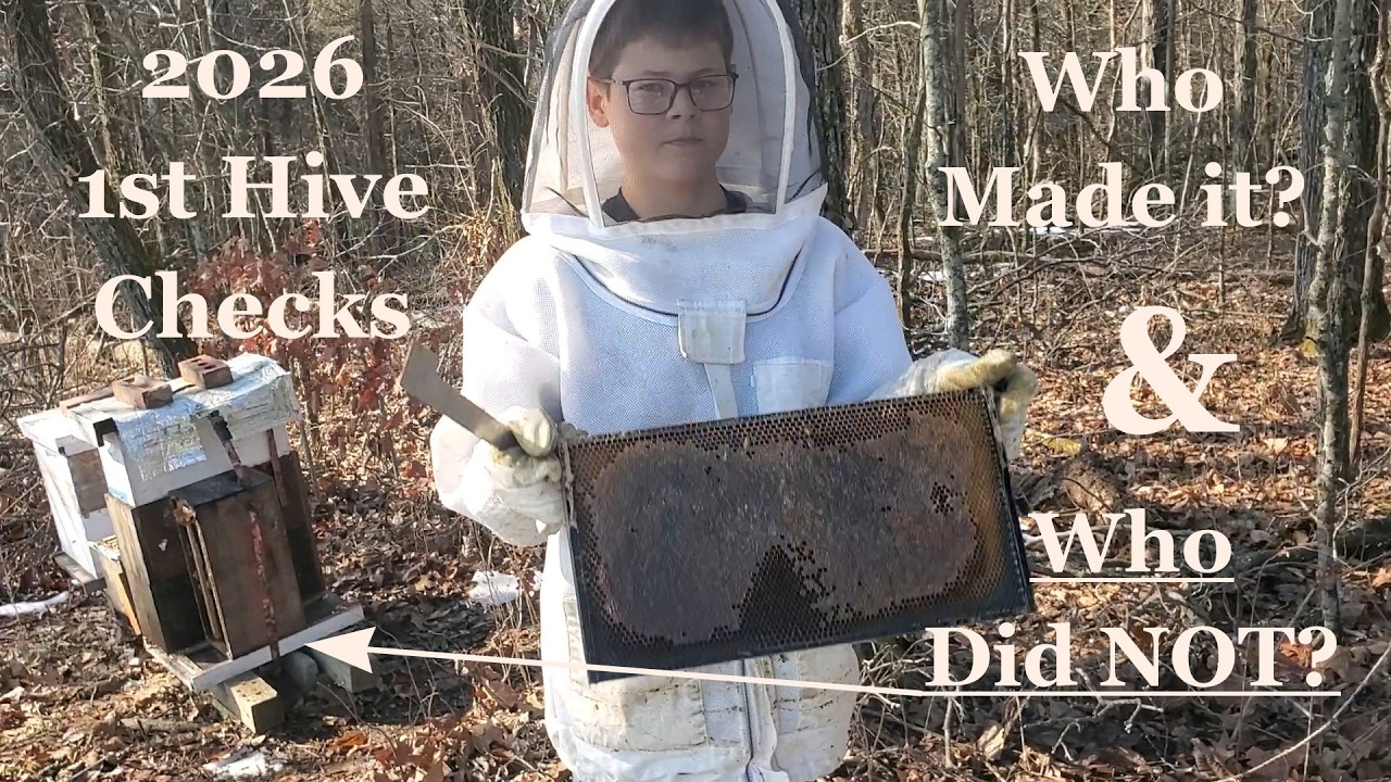2026 First Hive Checks. Did They Survive? 4 Different winter scenarios!!!