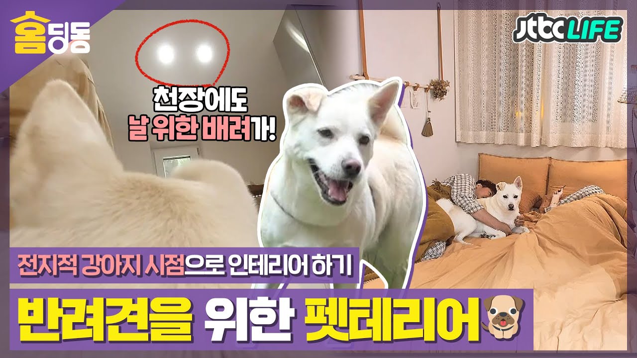 [홈딩동] 🐕반려견을 위한 펫테리어🐕생각지도 못한 곳까지 반려견을 고려한 인테리어!│하우스│JTBC 200822 방송