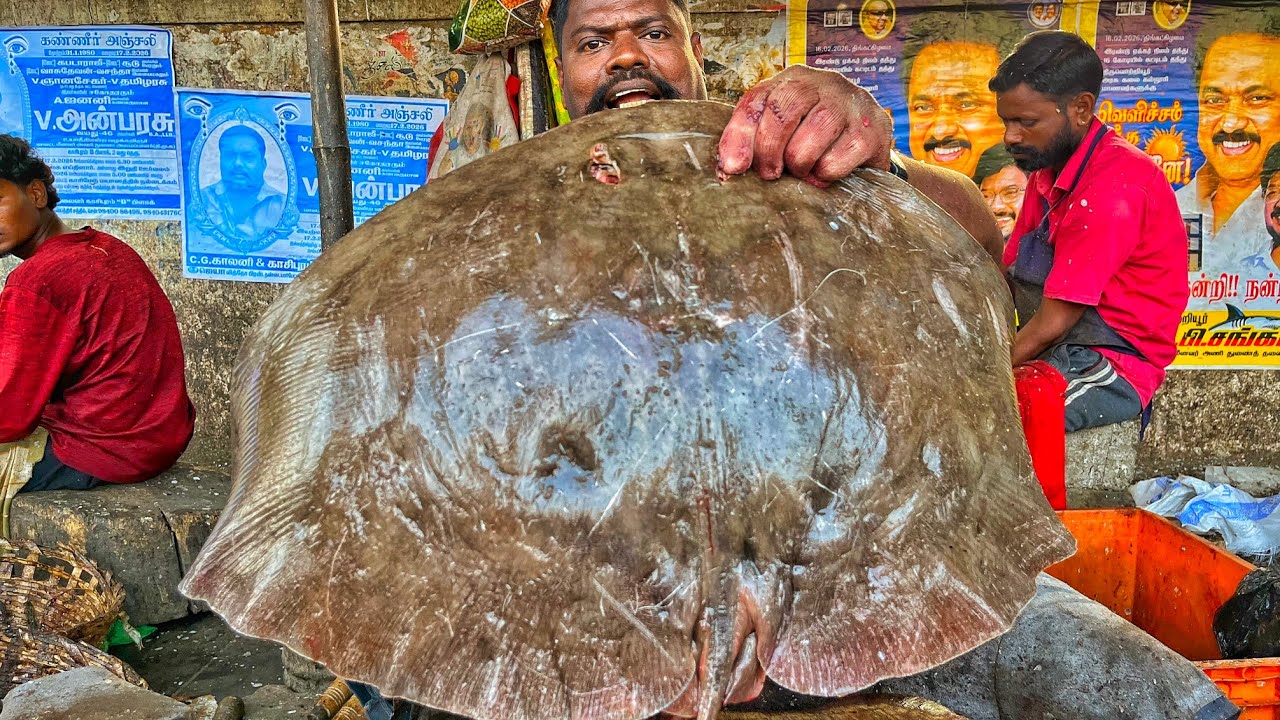 KASIMEDU 🔥 SPEED SELVAM | HUGE RAY FISH CUTTING VIDEO | 4K VIDEO | KM FISH CUTTING