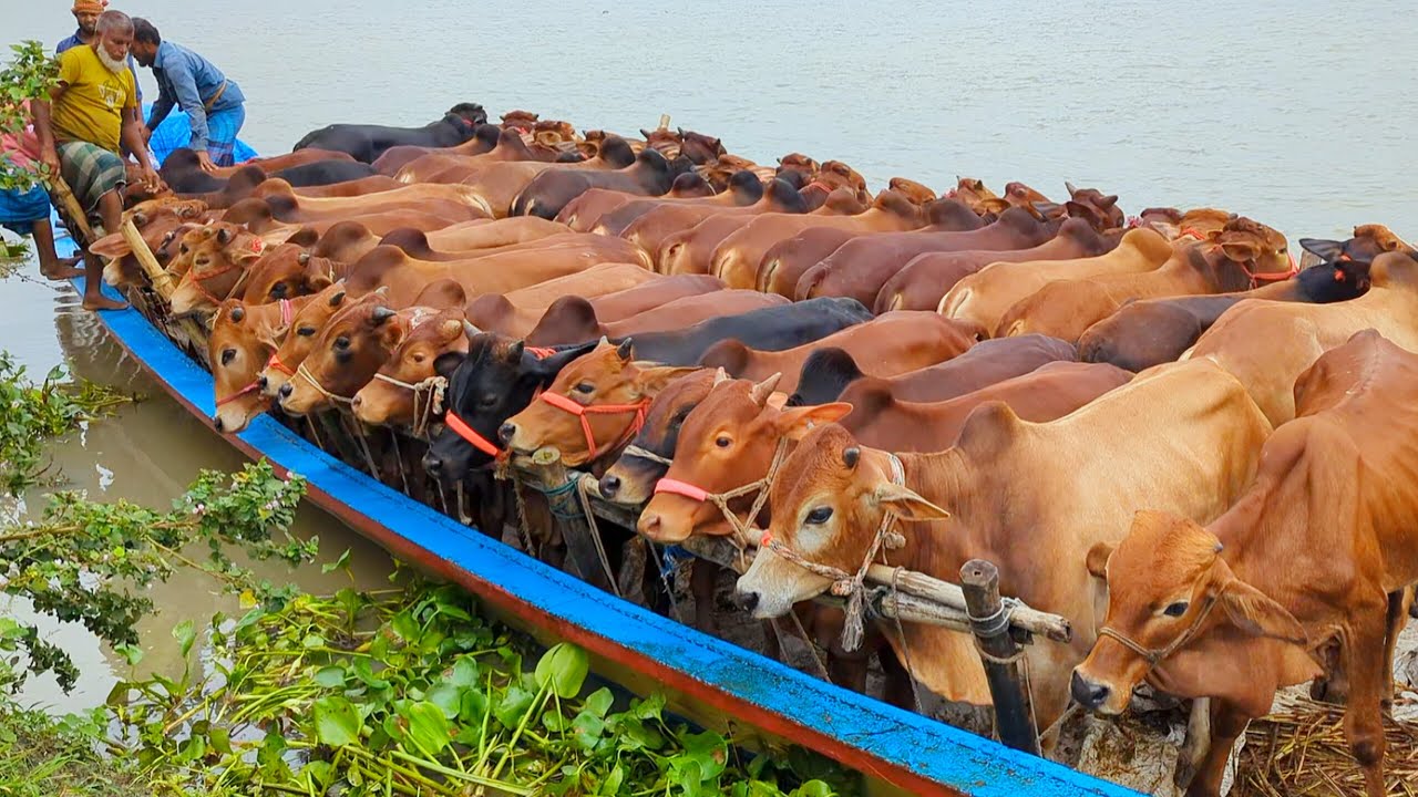 cow unloading, cow videos, cow video, animal, big cow, goru hamba cow, Ep-05