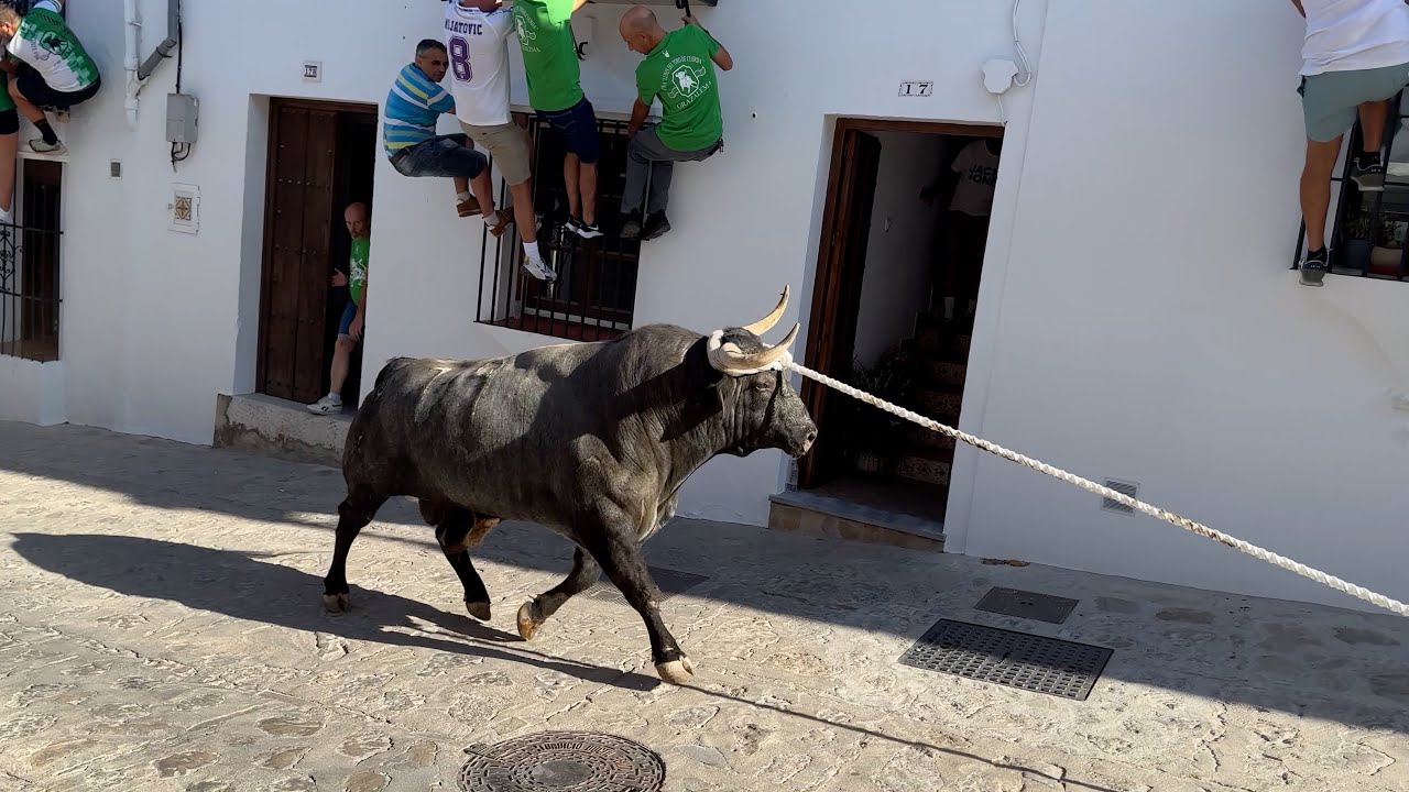 Lunes del Toro de Cuerda Grazalema 2024
