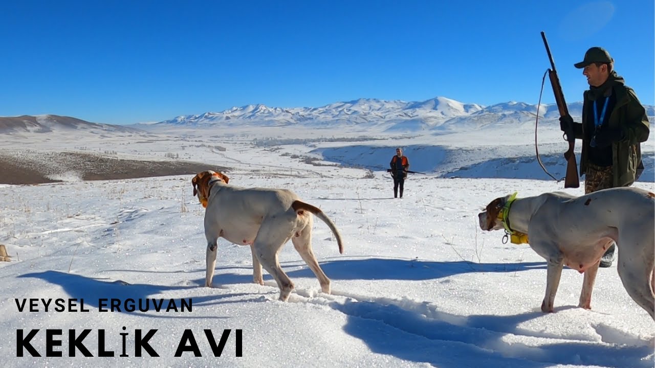 2021 tavşan keklik avları🔥Partridge hunt🔥Partridge and rabbit hunts🔥Chasse &agrave; la perdrix et au lapin🔥